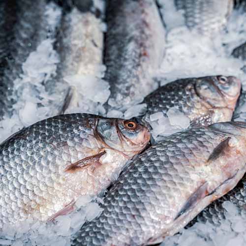 Fischthekenbeleuchtung LED